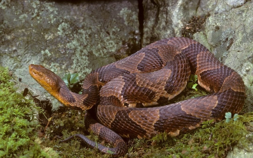 Woman Bitten By Snake While Hiking